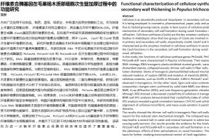 Portfolio for Chinese Translation